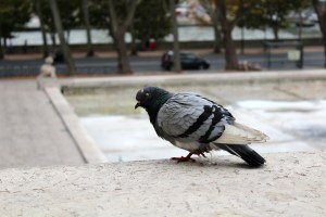 This pigeon did not give a shit (but also did) how close I got.
