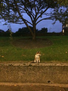 Sweet fox in Islington. They're everywhere and be warned, they sound like dying women and children when they howl.